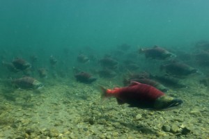 Alaska Sea Food 102a