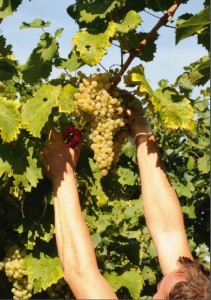 Vendemmia Mionetto