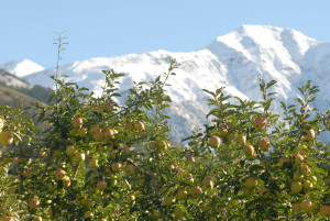 Mela Val Venosta_panorama