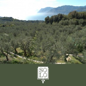 Solo Olive Italiane