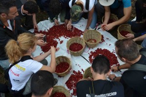 umami barista camp - honduras (6)