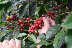 umami barista camp honduras 2015 (3)