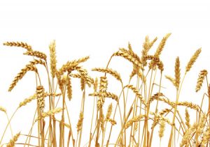 Grano duro
