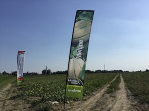 Syngenta Orticoltura&Valore