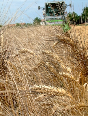 Grano duro Grano duro