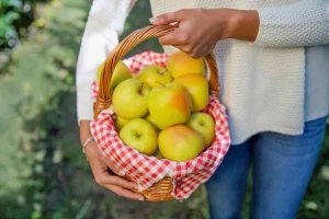 Golden Delicious Val Venosta