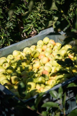 Golden Delicious Val Venosta - raccolta Golden Delicious Val Venosta - raccolta