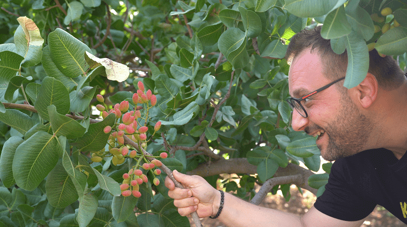 Adotta-un-pistacchio