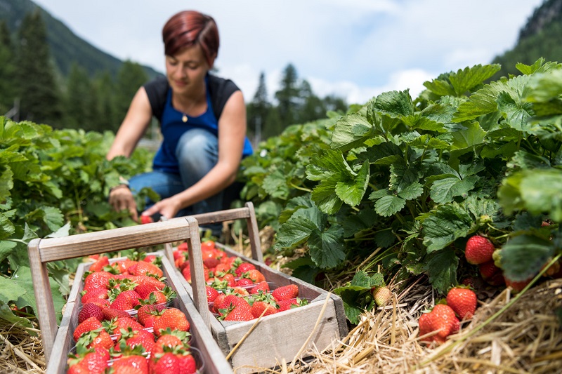 Raccolta-fragole