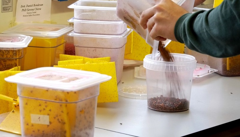 laboratorio-contenitori-versamento-mosche