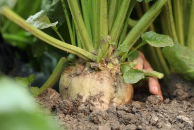 Italia-Zuccheri-campagna