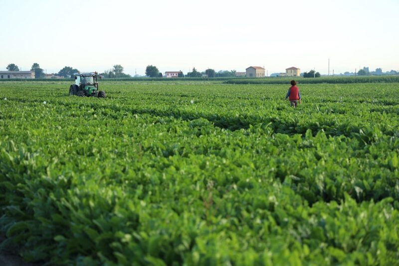 Italia-Zuccheri-campagna