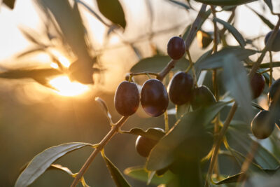 Alce-nero-olive