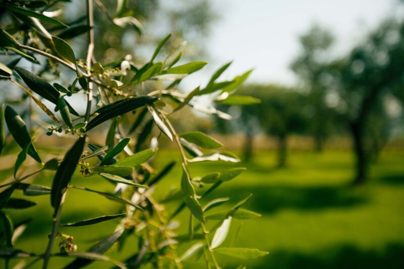 Oliveto-VillaBerio