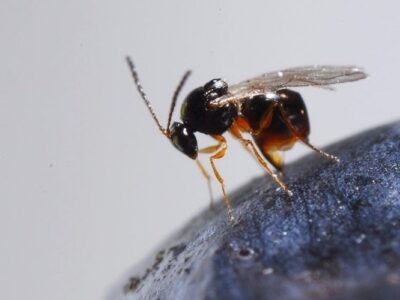 Ganaspis-brasiliensis