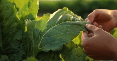 Italia-Zuccheri-COPROB-campagna-barbabietola