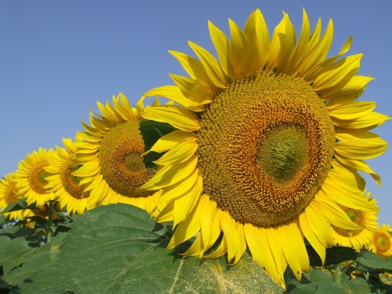 Girasole