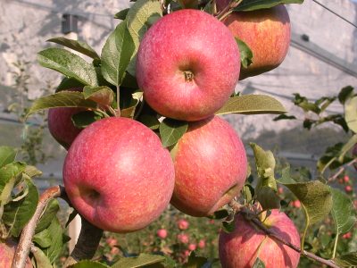 Un centinaio di tecnici alla FEM per il bilancio fitosanitario del melo delle annate 2016 e 2017