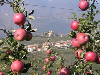 "Quante mele al giorno tolgono il medico di torno"? Conferenza FEM al Congresso SITI di Riva del Garda