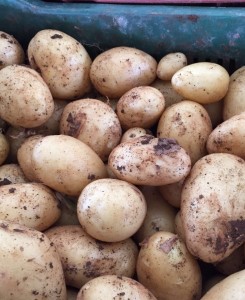 Romagnoli: ottima qualità delle patate novelle siciliane - bisogna difendere questa qualità