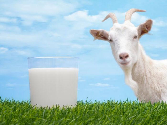 Crisi latte in Sardegna: le proposte della Giunta di Confagricoltura per superare le difficoltà degli allevamenti sardi