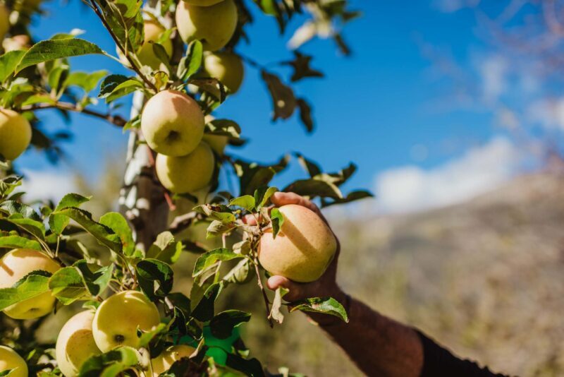 Golden Delicious Bio Val Venosta