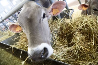 Milk Day - A Verona per un confronto della filiera Lattiero Casearia