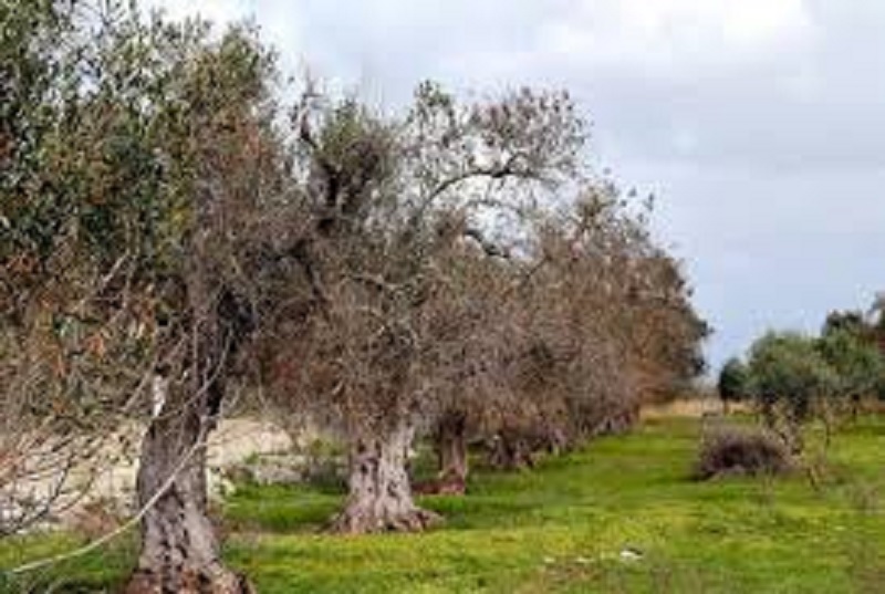 Xylella, Confagricoltura: Accelerare i tempi di attuazione del Piano straordinario per la rigenerazione olivicola della Puglia