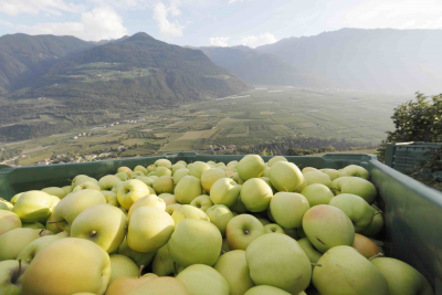Golden Delicious Val Venosta, il benessere in una mela