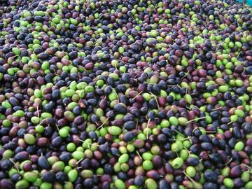 Olive in Trentino - Record di produzione dal 1974, 2.034 tonnellate