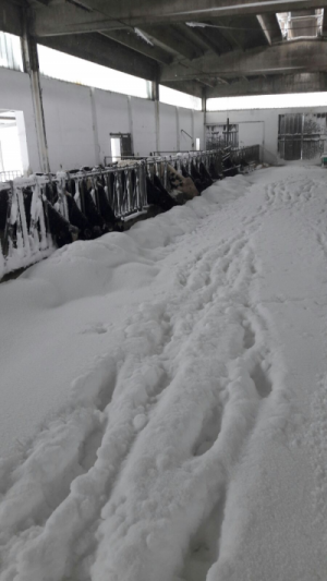Latte Granarolo in Puglia - Gravi le condizioni degli allevamenti dovute al maltempo