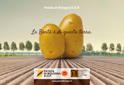 Patata di Bologna D.O.P., la bontà è di questa terra