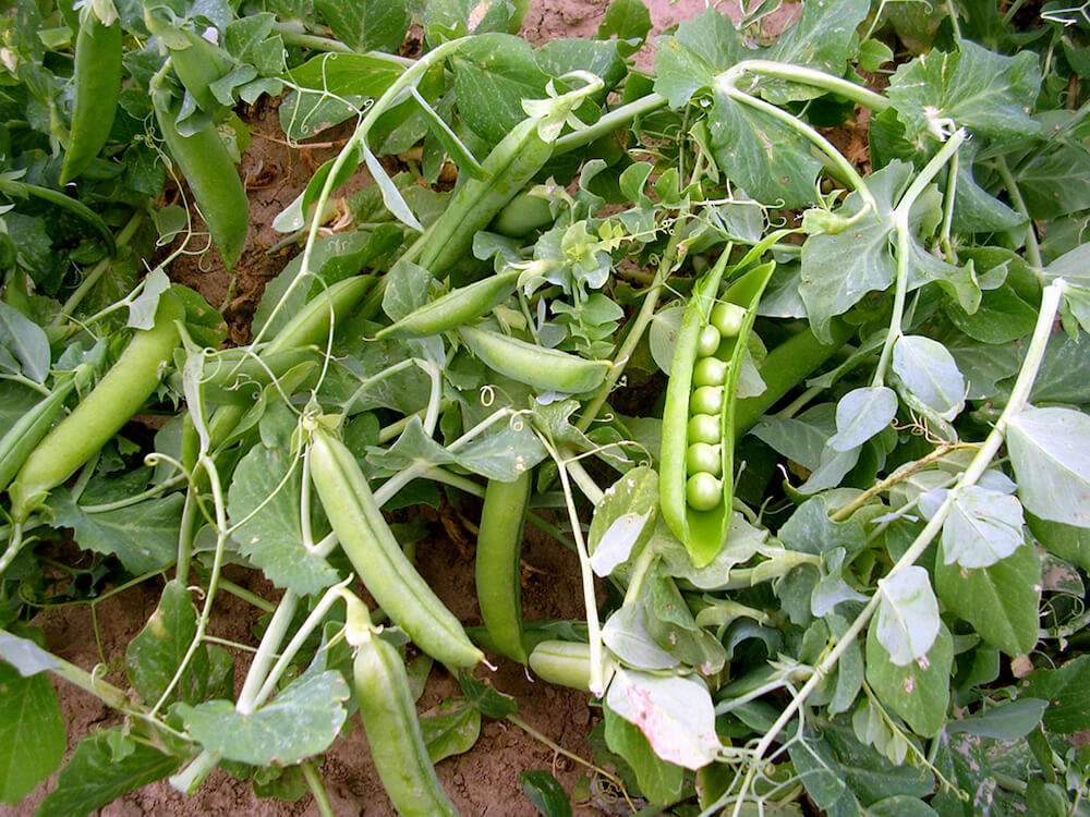 pisello