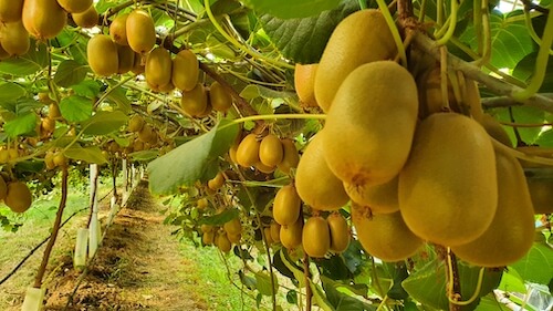 albero-kiwi