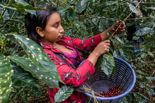 caffe-shadhilly-guatemala