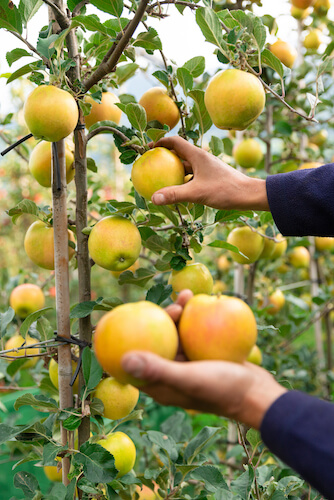 kissabel-jaune-orchards