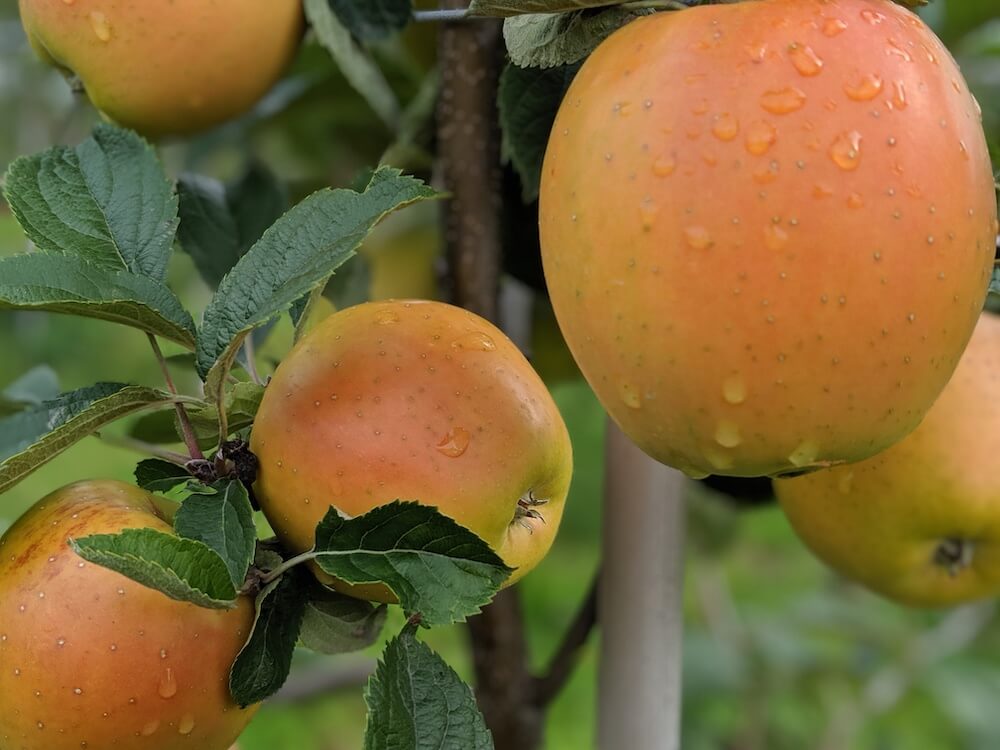 kissabel-orange-orchards