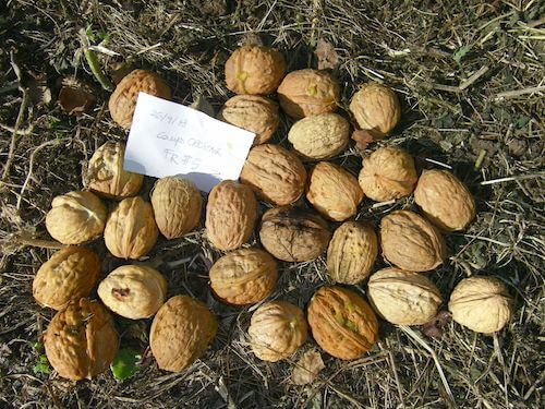 noci-bleggio
