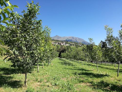 piante-noce-bleggio