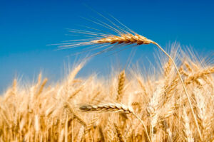 grano