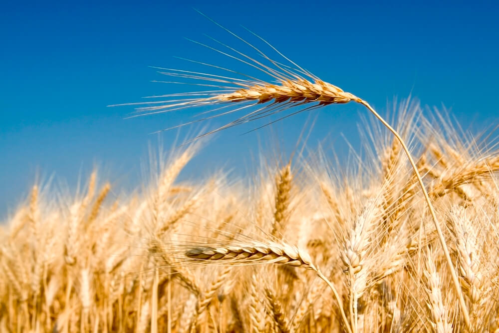 grano