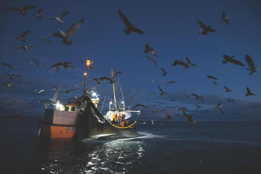 msc-sardines