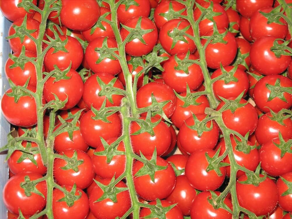 pomodori