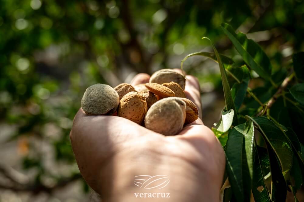 veracruz-almonds-colheita