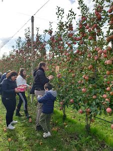 adotta-un-albero-frutteti