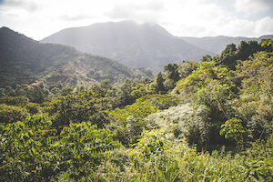 foresta-martinorossi