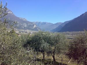 olivi-trentino