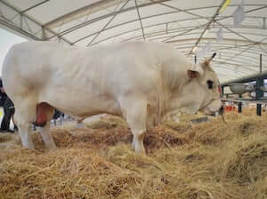 fiera-nazionale-dellagricoltura-bovino