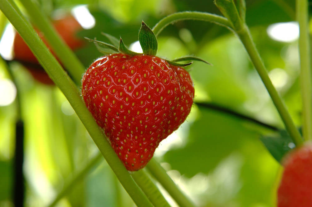 fragola