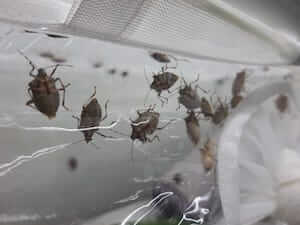 cimice-asiatica-marmorata